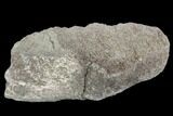 Rough, Agatized Dinosaur Bone ( Ounces) - Colorado #108439-2
